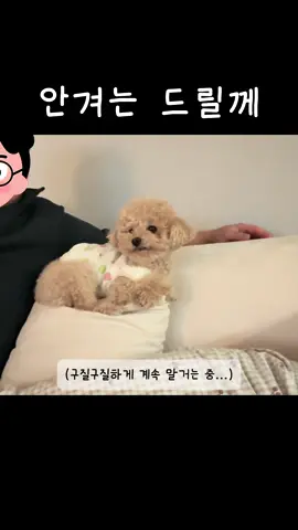 안겨는 드릴께 #크림푸들