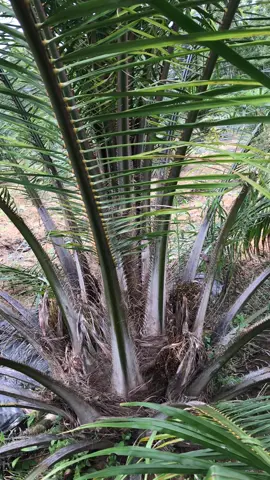 #petanisawit🌴 #petaniindonesia🇮🇩🇮🇩🇮🇩🌿🌿 