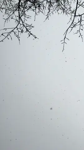 It’s snowinggg #g59 