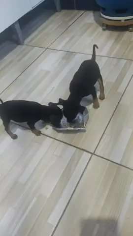 São tão fofinhos 🐶