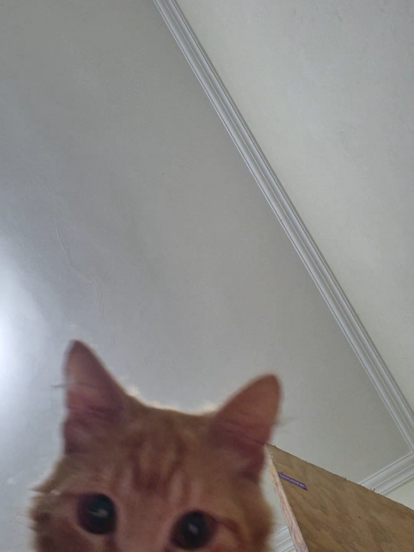 mandando boas energias 🧠🤍 #humor #gatolaranja #gato #natal 