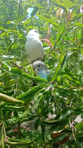 অনেক মনে পরে এই পাখি গুলোর কথা ।