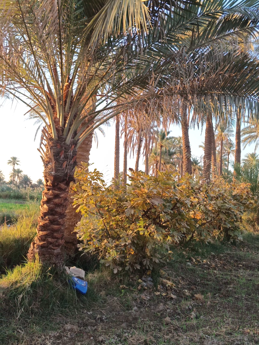 #عبارة_للفيديو؟؟ #عباراتكم_الفخمه📿📌 #مناضر_ساااحره_😍_💚_طبيعة_غابات_طبيعية_ #اغاني_عراقيه #جيل_الطيبين 