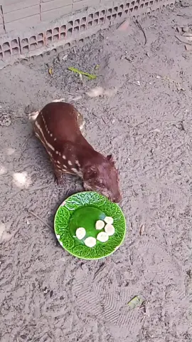 #a minha paquinha terminando de comer a banana 🍌🍌🍌