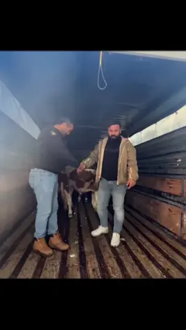 Sivas’a hayırlı olsun 1 araba danamız…