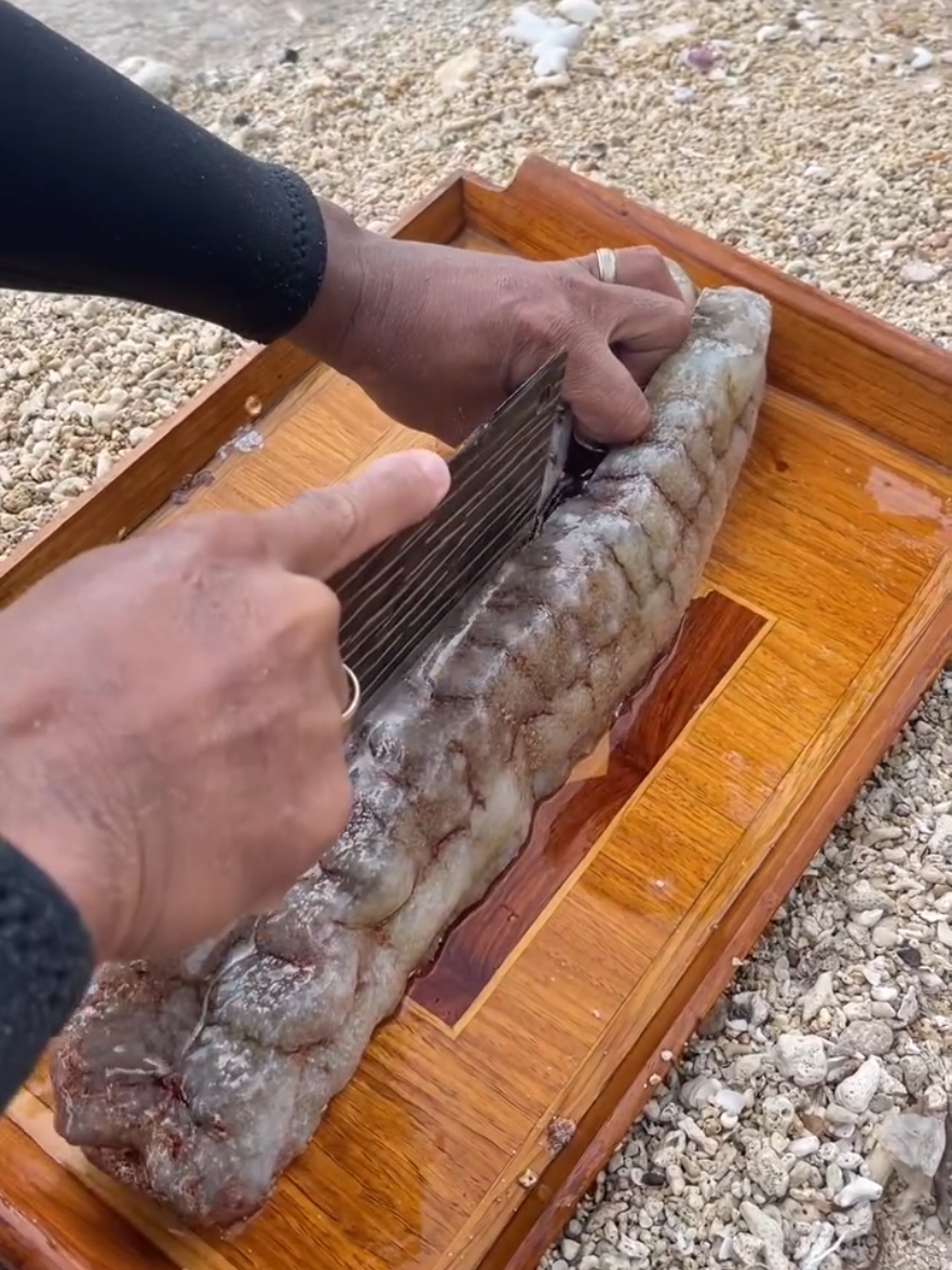 #fshing #اسماك_البحر #البحار 