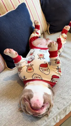 Nossos Novos Pijamas 🤩 Já estamos em Clima de Natal 🌲🧑‍🎄 @SPARK PAWS #sparpaws 