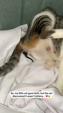 😭💔 #cat #animals #pet #vet 