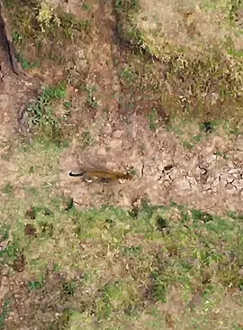 Part 3#fyp #wildlife #animalsworld #foryoupage 