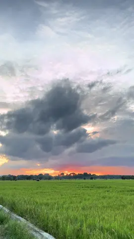 #sunset #sawah #senja #fyp #view 