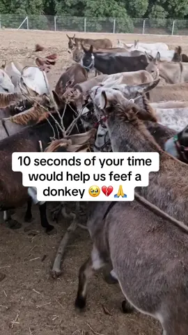 Every kind comment would mean a world to me #donkeys #donkeysoftiktok #usa_tiktok #usadonkey🇺🇸 #unitedstates 
