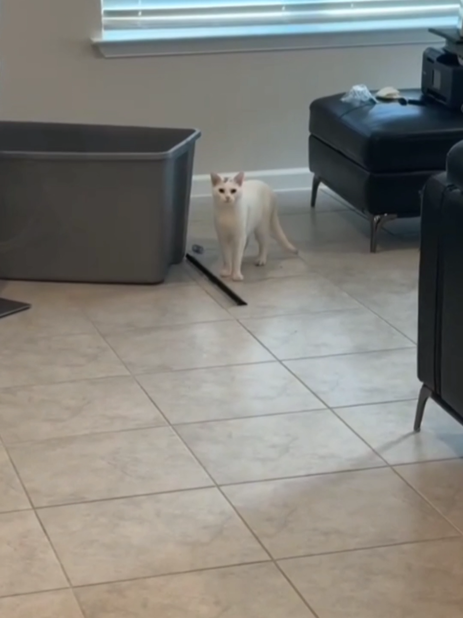 cat language discovered #cat #cute #catvideo #cutecat #funny 