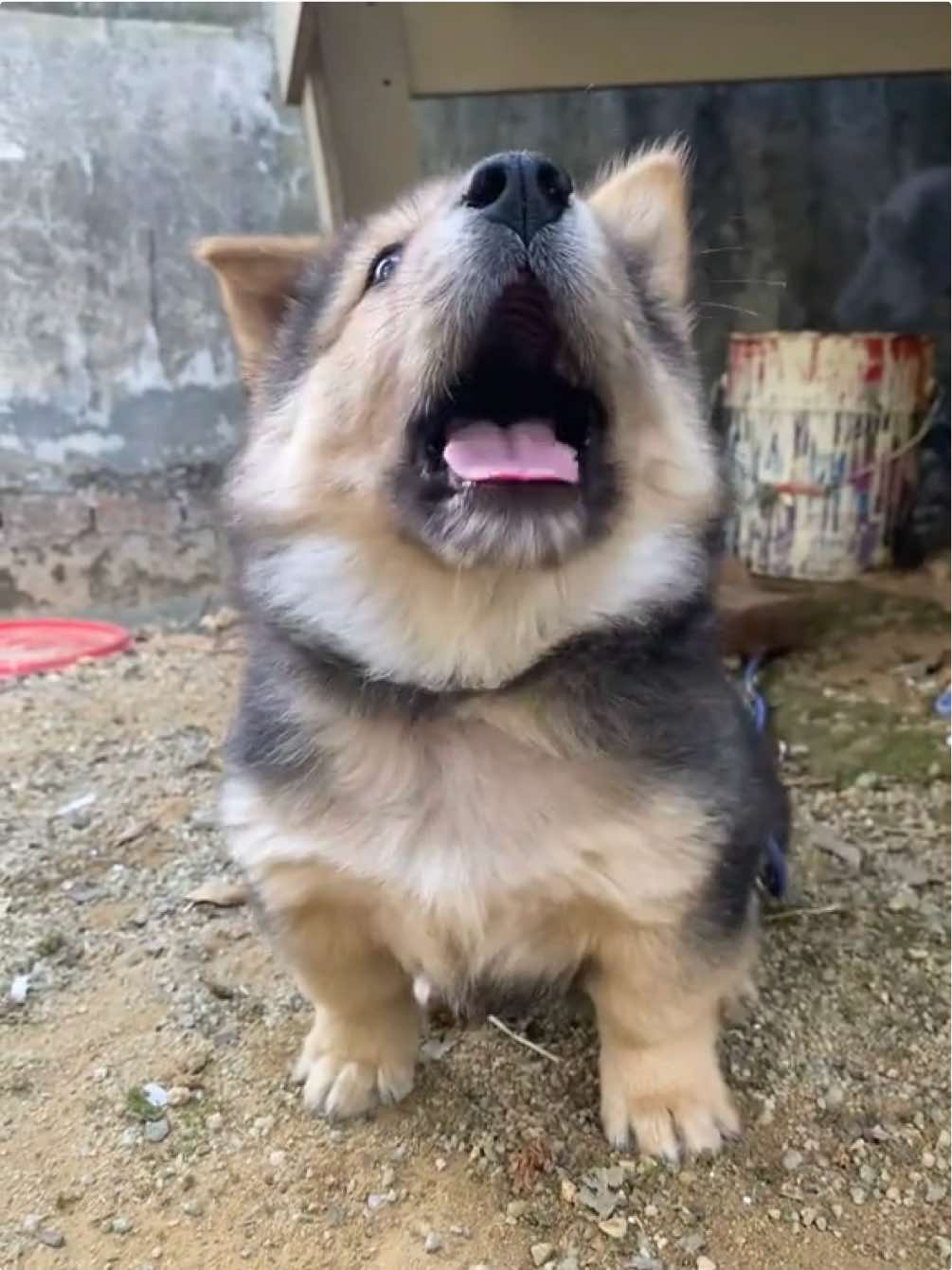 Bế em về nuôi không senn #dog #cho #cutedog #yeucun 