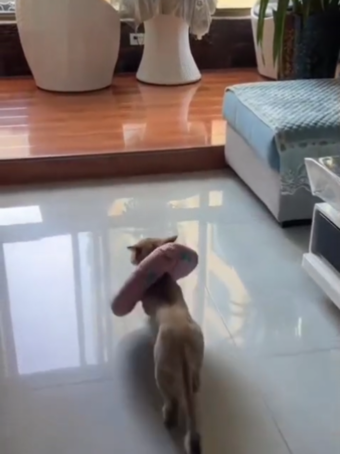 nomes engraçados parte 12/6- tiktok viral 2025 😅😅😂😂#animaisnotiktok #engracado #cachorros #comedia #fyp 