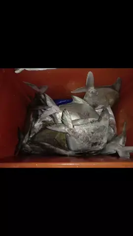 dia mari lagi....sobatt...turtre x di undang😂🤣🥱 alhamdulilah ad manis2 🌹🌹