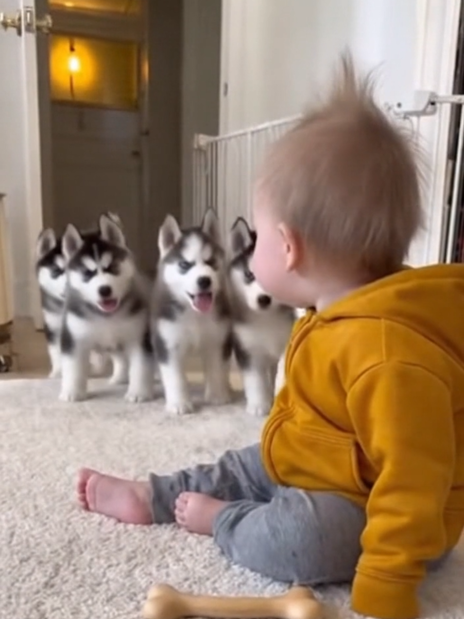 Baby Leads the Husky Squad — One Woof & They All Fall Back! 🐶👶🤣 #husky #adorably #funny #huskypuppy 