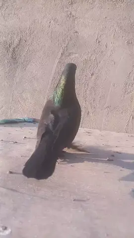 #ديوانية_موصل_كربلاء_نجف_بغداد 