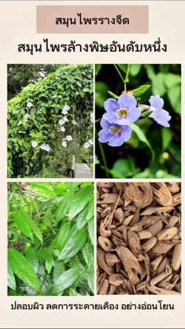 เจลล้างหน้ารางจืด ช้างแก้ว 🌿 เนื้อดี ฟองนุ่ม ล้างออกง่าย ราคาน่ารัก เหมาะกับคนผิวมัน–ผิวผสมสุดๆ #fyp #ช้างแก้วสมุนไพร #สมุนไพรไทย #ฟีดดดシ #เจลล้างหน้ารางจืด 