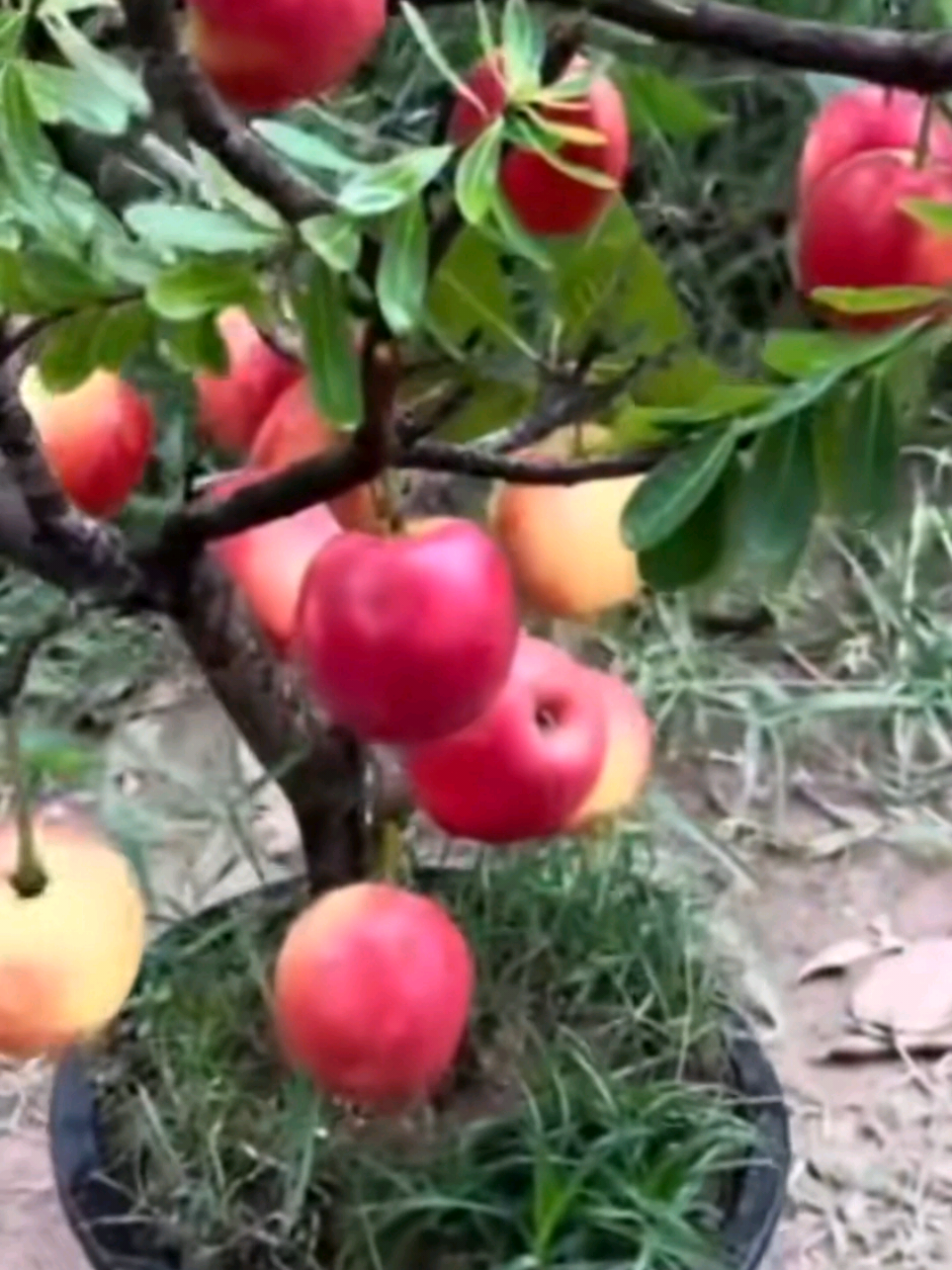 #viraltiktok #fyp #habeshatiktok #ethiopian_tik_tok 😆😆😆