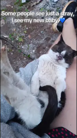 #adopt#rescuecats#straycats #baby#foreverhome My little Bibi ❤️ still healing ❤️‍🩹 