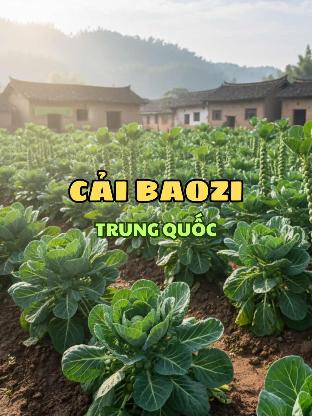 Rau gì mà ăn ngon hơn cả thịt? 🤤 Chính là em Bắp cải Baozi nổi tiếng khắp nơi đây! Giòn ngọt, đậm đà, ăn là ghiền. Cơ hội để tự tay trồng và thưởng thức loại đặc sản này ngay tại nhà. Hạt giống chất lượng đã có sẵn, bấm ngay vào ảnh đại diện của mình để đặt hàng và bắt đầu vụ mùa bội thu nhé! #ancungtiktok #reviewnongsan #bapcai #hatgiongchatluong #muasam #xuhuong