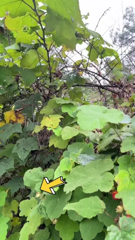 👍👍👍cây mâm xôi khô cả nhà nhé#TikTokAwardsVN #xuhuong #duoc 