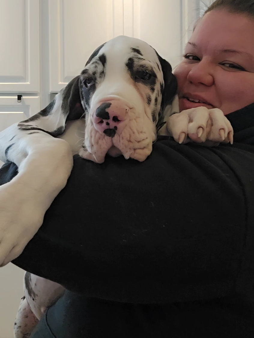 Meet my new boy, Chester. I named Chester after my favorite musician #chesterbennington from @Linkin Park . After the loss of Chester, one day I knew I'd name my boy after him. His music was a massive part of my young adult life.  @Mike Shinoda  #dogsoftiktok #puppy #greatdane #animals 