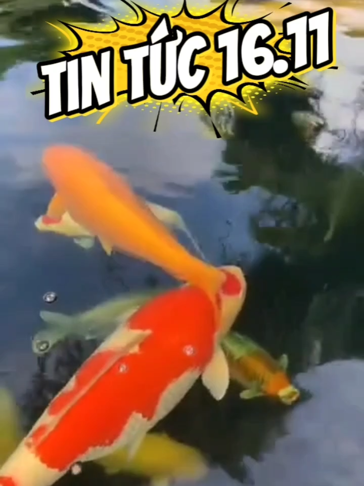 Cập nhật tin tức ngày 16.11 #InterLink #ITLG #ITL