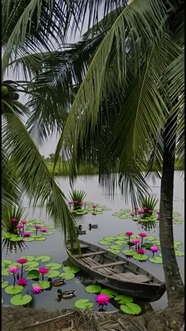 Một góc nhỏ bình yên, nằm trong vùng ký ức của mình. #canhqueyenbinh #quehuong #vietnam #boconganh #foryou 