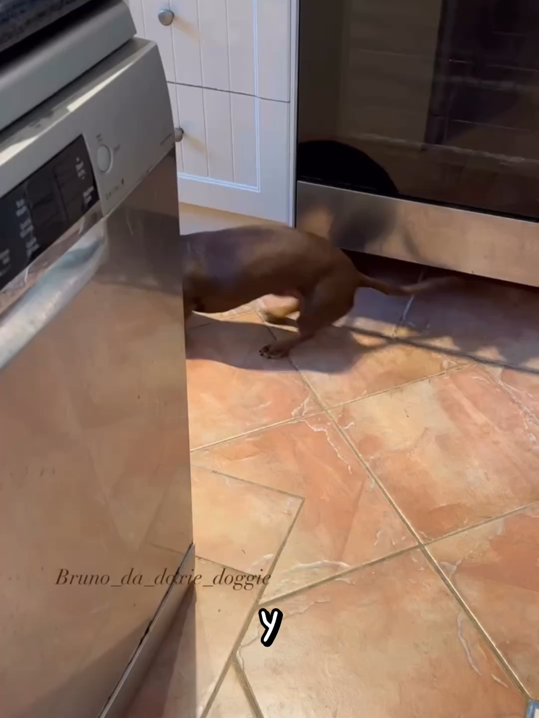 Такса 🌭 Интересные факты часть 2