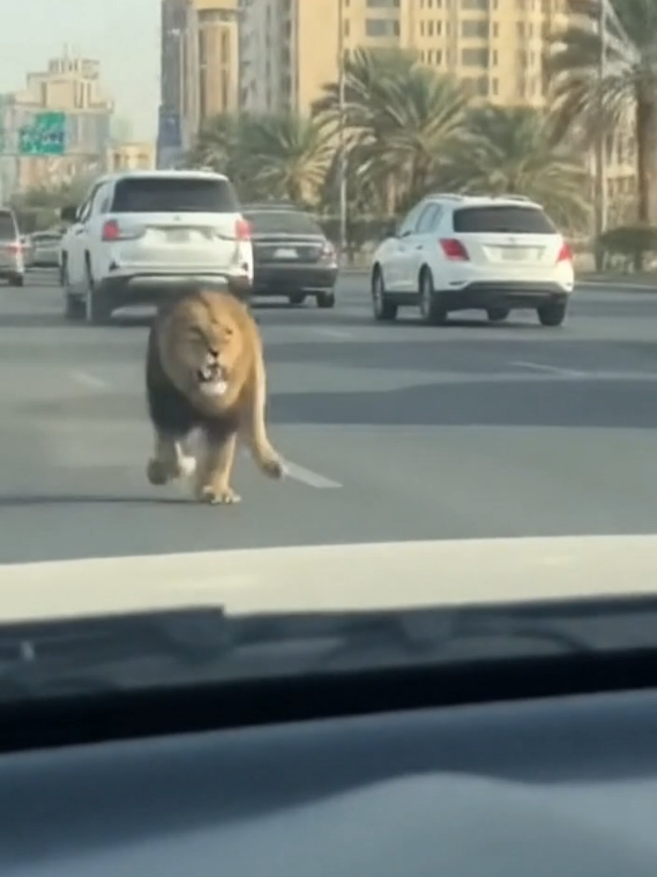 الأسد طلب توصيلة! 🦁 وين الأمن؟ ​POV: ملك الغابة مسكك في الزحمة! ​#أسد_في_الشارع #هجوم_أسد #ترند #اكسبلور #viral 
