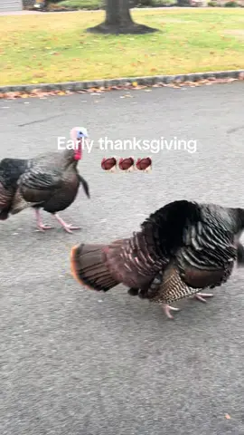 I was just delivering packages when I spotted these turkeys walking up a dead end street. They spotted me and proceeded to follow me back to my van…#fyp #thanksgiving  #amazondriver #turkey #lol 