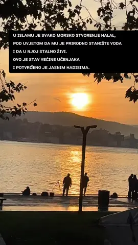 #elvedinpezic #morskiplodovi #halal #dajkov #turkiye 