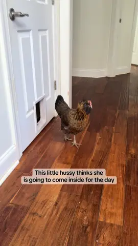 Ozzie is 10 months old and although we love him so much, he is such a little menace to our household. He chews my rugs, chases the cats and chickens, and barks for attention or for no reason at all. Lawd help us. Poor Nugget didn’t stand a chance in the house