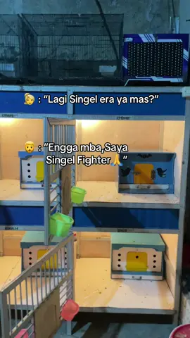 yang penting senang,izinn🙏 #hjmmerpatiteam #merpatikolong #merpatilovers #merpatikolongbebas #storymerpati 