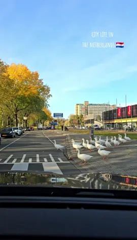 🪿😄 #nederland #holland #hometown #rotterdam #goose