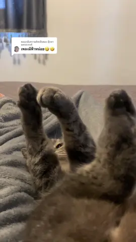 ตอบกลับ @ตุ๊กตา  นครสวรรค์ จังหวะนี้แม่ๆ หาพระเครื่องห้อยคอแป๊บ น่าจัวมาก 😱 #แมว #แมวน่ารัก 