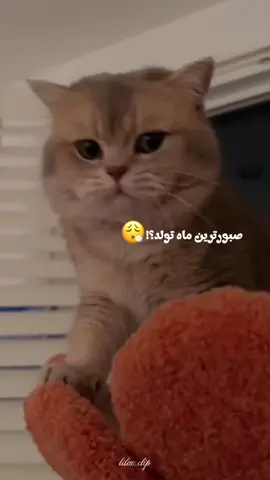 دی ماهی‌ها اعلام حضور کنید تو کامنتا🥹💜 ماه بعدی رو شما بگید تو کامنتا🫵🏻
