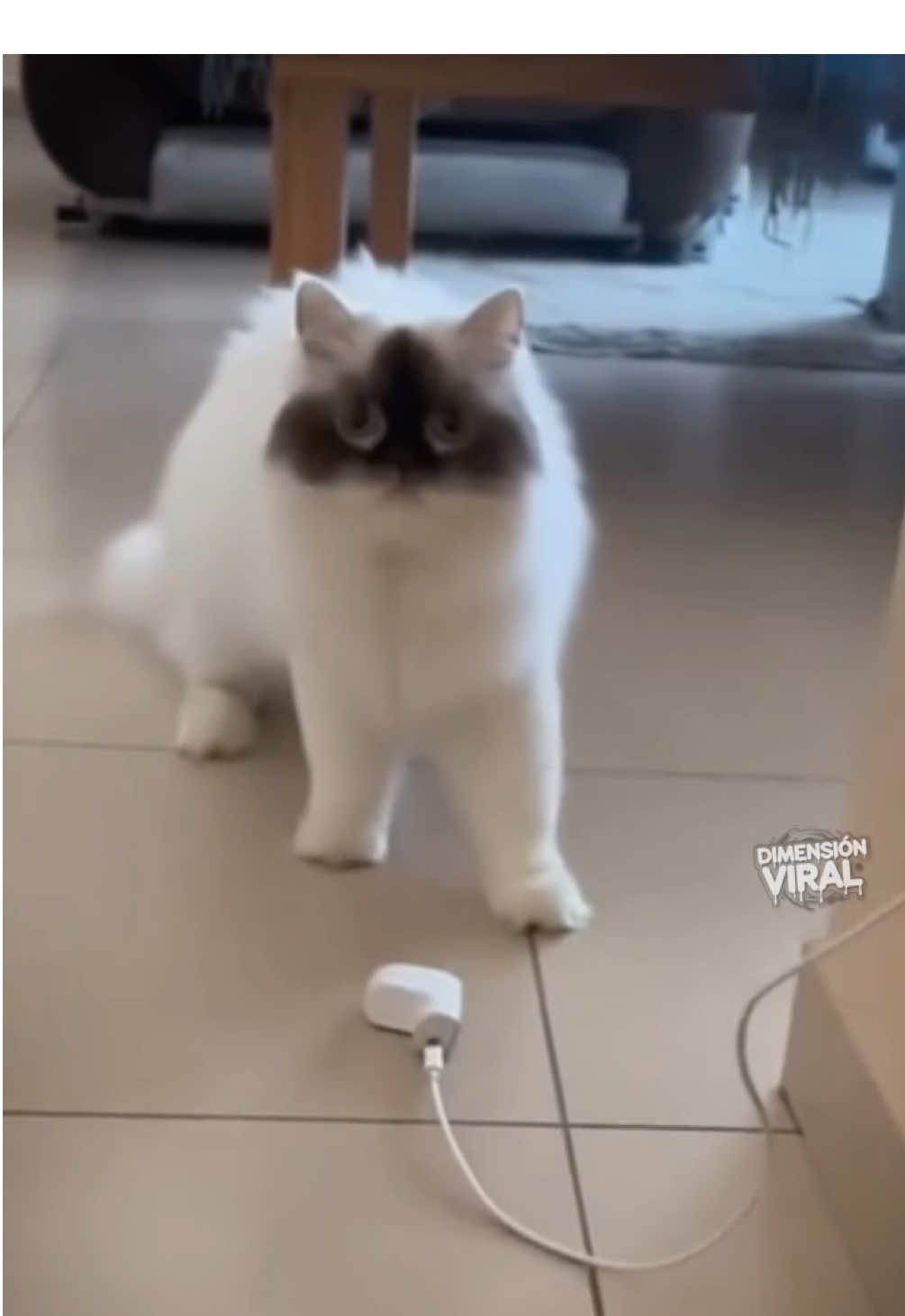 Lỡ chơi dại có xíu mà đen thui  #meo #batmichi #boynhangheo287 #diengiut #haihuocvuinhon 