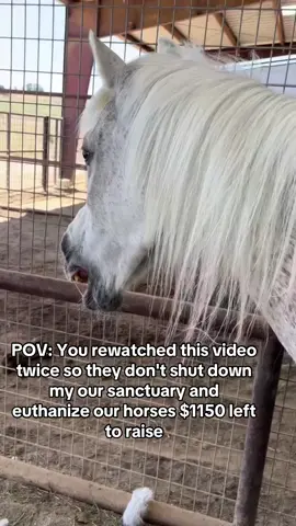 POV: You rewatched this video twice so they don't shut down my our sanctuary and euthanize our horses $1150 left to raise. #HorseShelter #HorsePlus #ADOPTED #EndBigLick #Endanimalabues #JusticeForTWH 