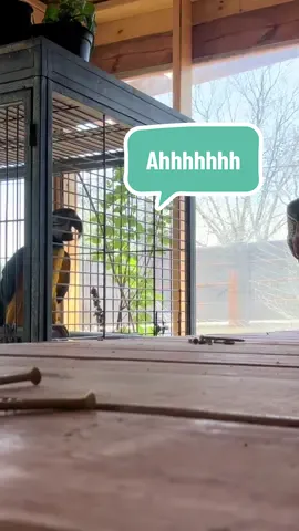 He swears that he’s a power drill 😂 🦜