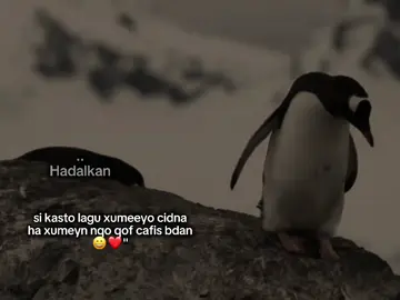 Noqo qof.cafis bdan. ##viralvidio ##fyp ##foryoupage ##fypageシ ##viral 