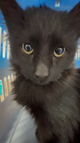 Говірлива манюня🥹 Записуйся на візит за посиланням в шапці профіля⬆️ #притулокдлякотів #прдаруйдім 