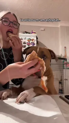 sa nu se vede in oglinda dar de asta sunt eu aici ✨ #sushi #sushithexl #xlbully #americanbully #dogsoftiktok 