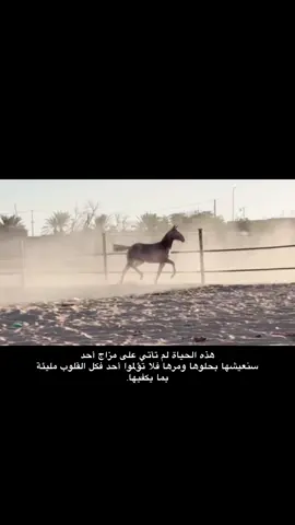 #خيل_وخياله🐎 #نجران #شيهانهf15 #خيل_نجران_الاصيله #غريوف_نجران 