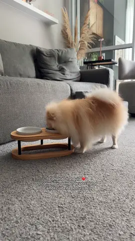 Esse comedouro pet é perfeito!!! O da Zoe é tamanho P, mas tem outros tamanhos para o seu pet ❤️ #comedouro #comedouropet #pet #natal 