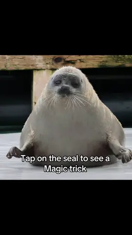 Pancake ‼️6k follower special‼️ #fyp #xzyabc #seal #sealsoftiktok #tokkaricenter 