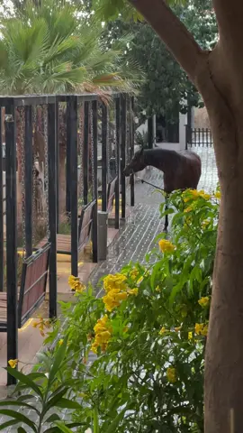 ماشاء الله تبارك الله#مربط_الفيروز #اكاديمية_الفيروز_للخيل_العربية_الاصيلة #اكسبلور #خيل #مطر 