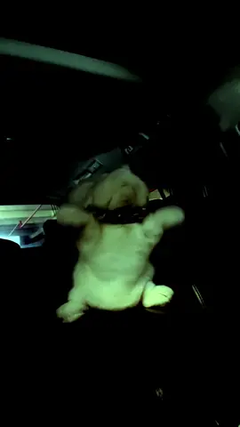 metal (crusher) head  ★ #metal #metalhead #undertale #bunny #fyp 