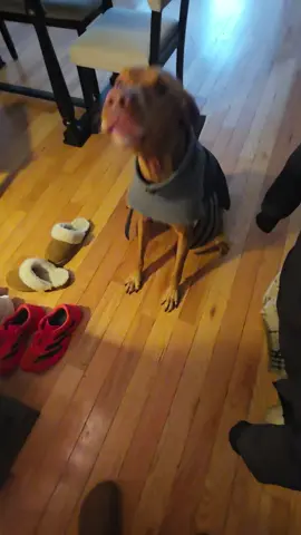 #dogsoftiktok #cutedog #foryoupage #fyp #vizsla 